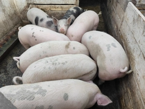 De vânzare porci 80kg100 - imagine 2