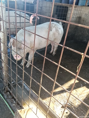 porci de vânzare 