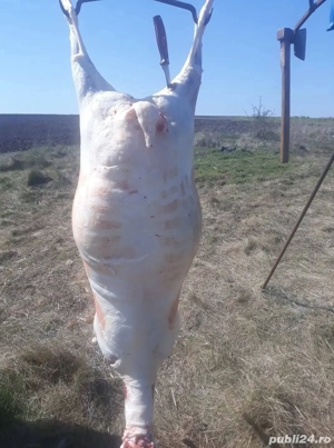 Vand carne de oaie ,mile!