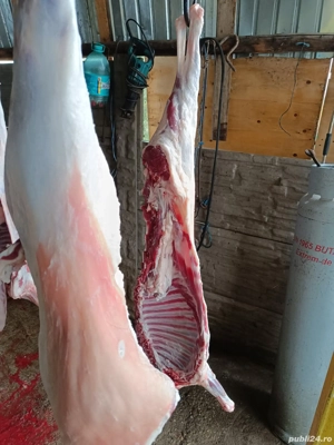Vand carne de oaie ,mile! - imagine 2