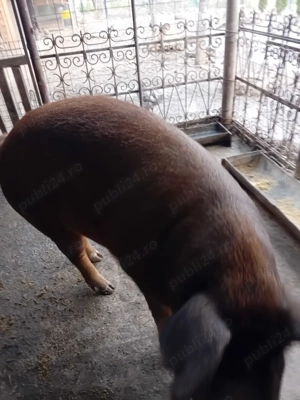 Porci crescuti ecologic