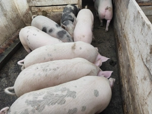 De vânzare porci 80kg100 - imagine 4