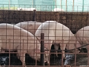 porci de vânzare  - imagine 5