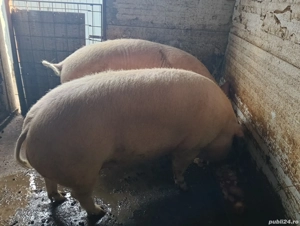 porci de țară categoria grea 