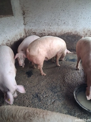 Vad porc la alegere din 2 170-180 kg 