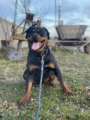 Rottweiler mascul și femelă maturi