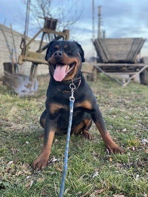 Rottweiler mascul și femelă maturi - imagine 2