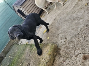 Labrador de 4 luni  - imagine 3