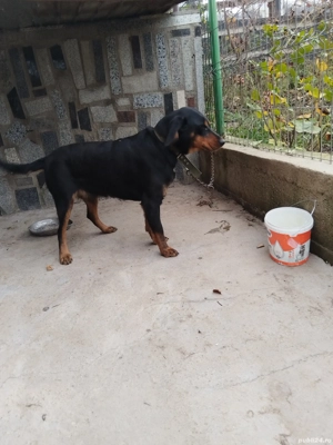 Catelusa slovaca  - imagine 2