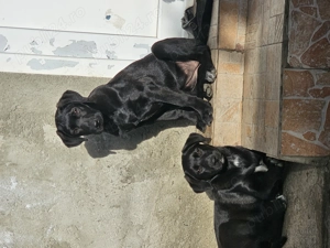 Labrador de 4 luni  - imagine 2