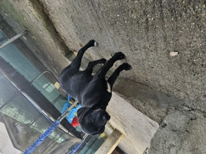 Labrador de 4 luni  - imagine 5