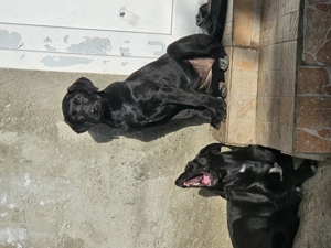 Labrador de 4 luni  - imagine 4