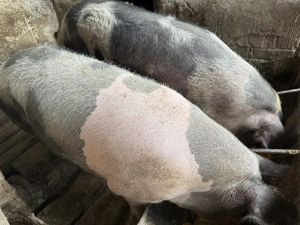 Vând porci pentru sacrificat  - imagine 4