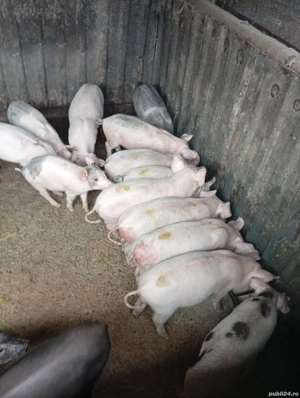 Vând 6 Purcele Preț 700 lei bucata preț fix 