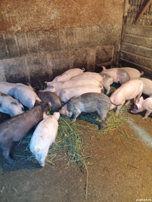 Vând 6 Purcele Preț 700 lei bucata preț fix  - imagine 3