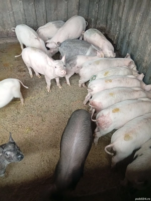 Vând 6 Purcele Preț 700 lei bucata preț fix  - imagine 5