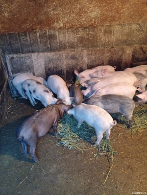 Vând 6 Purcele Preț 700 lei bucata preț fix  - imagine 2