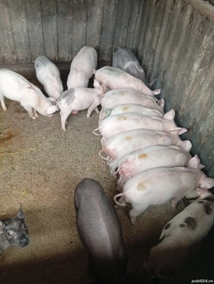Vând 6 Purcele Preț 700 lei bucata preț fix  - imagine 4