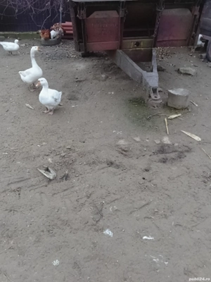 remorcă pentru tractor 