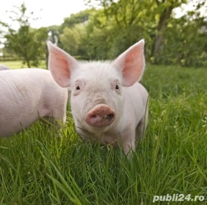 vand porci de carne - imagine 3