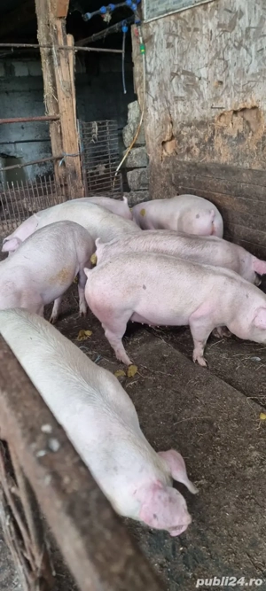 vand porci de carne - imagine 2