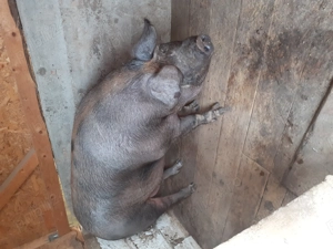 Vand porc  - imagine 2