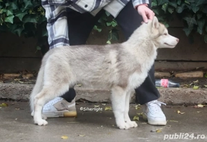 Mascul Husky Siberian 