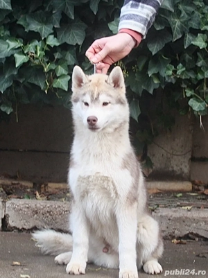 Mascul Husky Siberian  - imagine 4