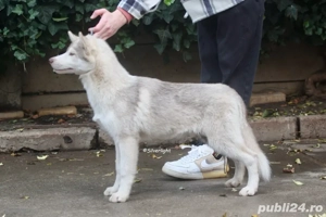Mascul Husky Siberian  - imagine 2