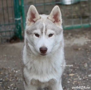 Mascul Husky Siberian  - imagine 3