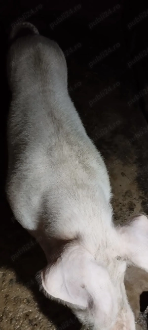 Scroafa castrata pentru sacrificat