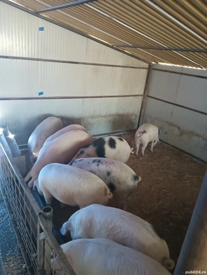 vand porci de carne - imagine 2