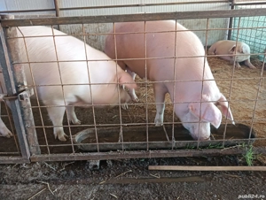 vand porci de carne - imagine 3