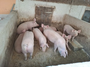 Porci pentru sacrificat - imagine 2