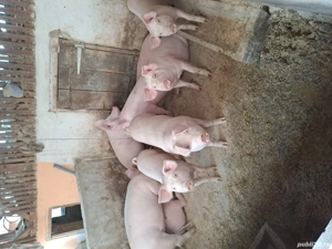 Porci pentru sacrificat - imagine 3
