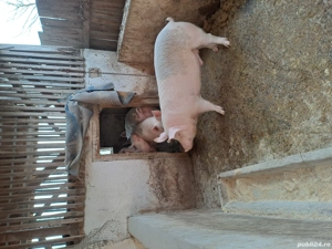 Porci pentru sacrificat - imagine 4