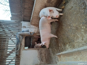 Porci pentru sacrificat