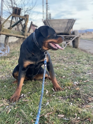 Rottweiler mascul și femelă maturi - imagine 5