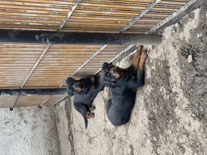 Rottweiler mascul și femelă maturi - imagine 6