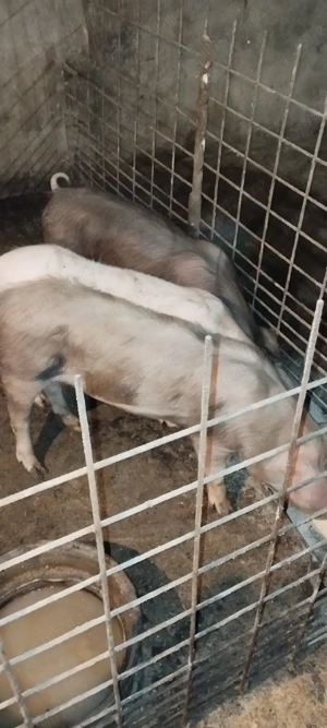 Purcele din rasele de carne