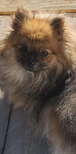 Pomeranian 2 baieti si o fetita disponibili incepand cu 1 Decembrie - imagine 4