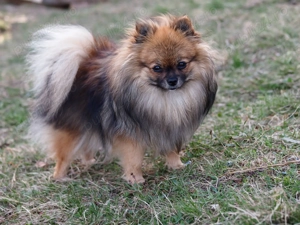 Pomeranian 2 baieti si o fetita disponibili incepand cu 1 Decembrie - imagine 5