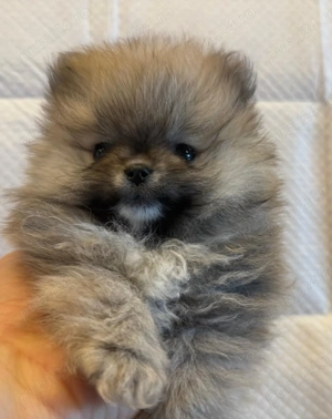 Pomeranian 2 baieti si o fetita disponibili incepand cu 1 Decembrie