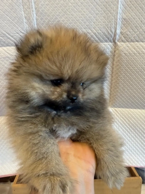 Pomeranian 2 baieti si o fetita disponibili incepand cu 1 Decembrie - imagine 2
