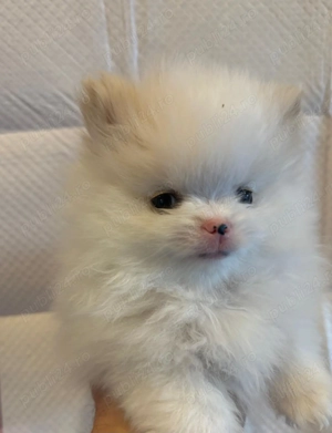 Pomeranian 2 baieti si o fetita disponibili incepand cu 1 Decembrie - imagine 3