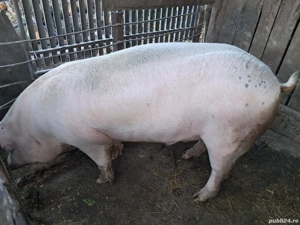 porc de vânzare 