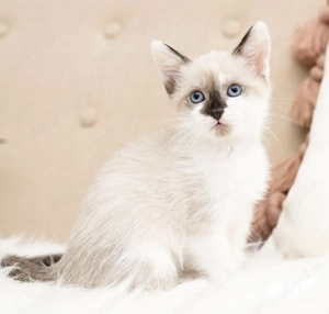 Fetițe Ragdoll superbe