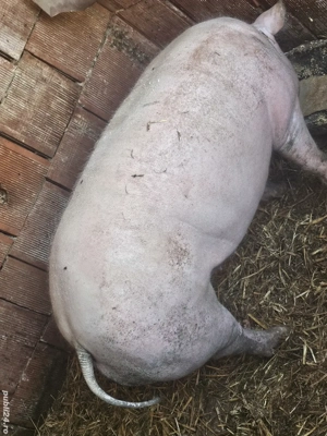 vând porci rasa de calitate marele alb 120 kg 