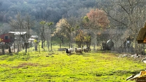 VAND CASA SI TEREN IN ARCALIA, CU TOATE UTILITATILE SI 19 ARI DE TEREN  - imagine 6