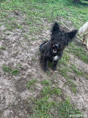 vand catel  - imagine 2